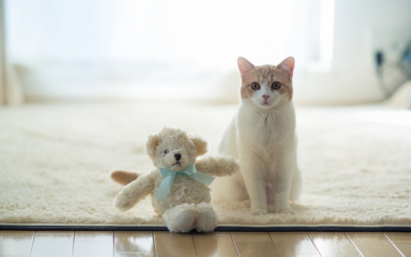 Cat with Teddy Bear — White, Serene