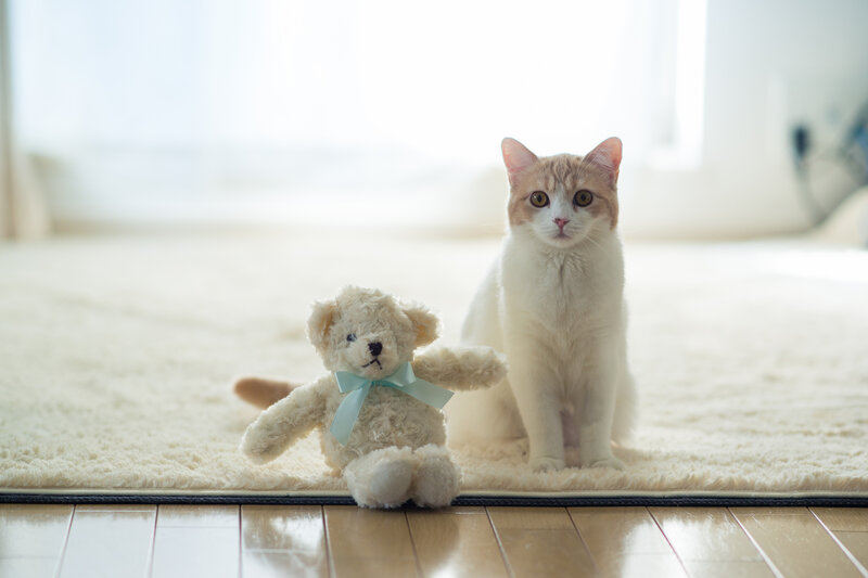 Cat with Teddy Bear — White