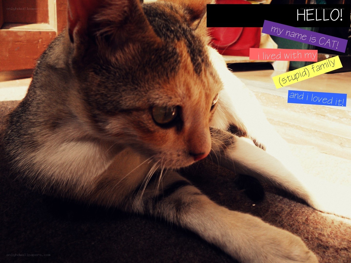 cat with text overlay