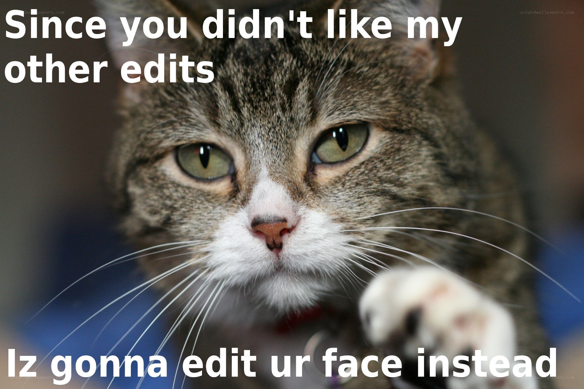 cat with text overlay