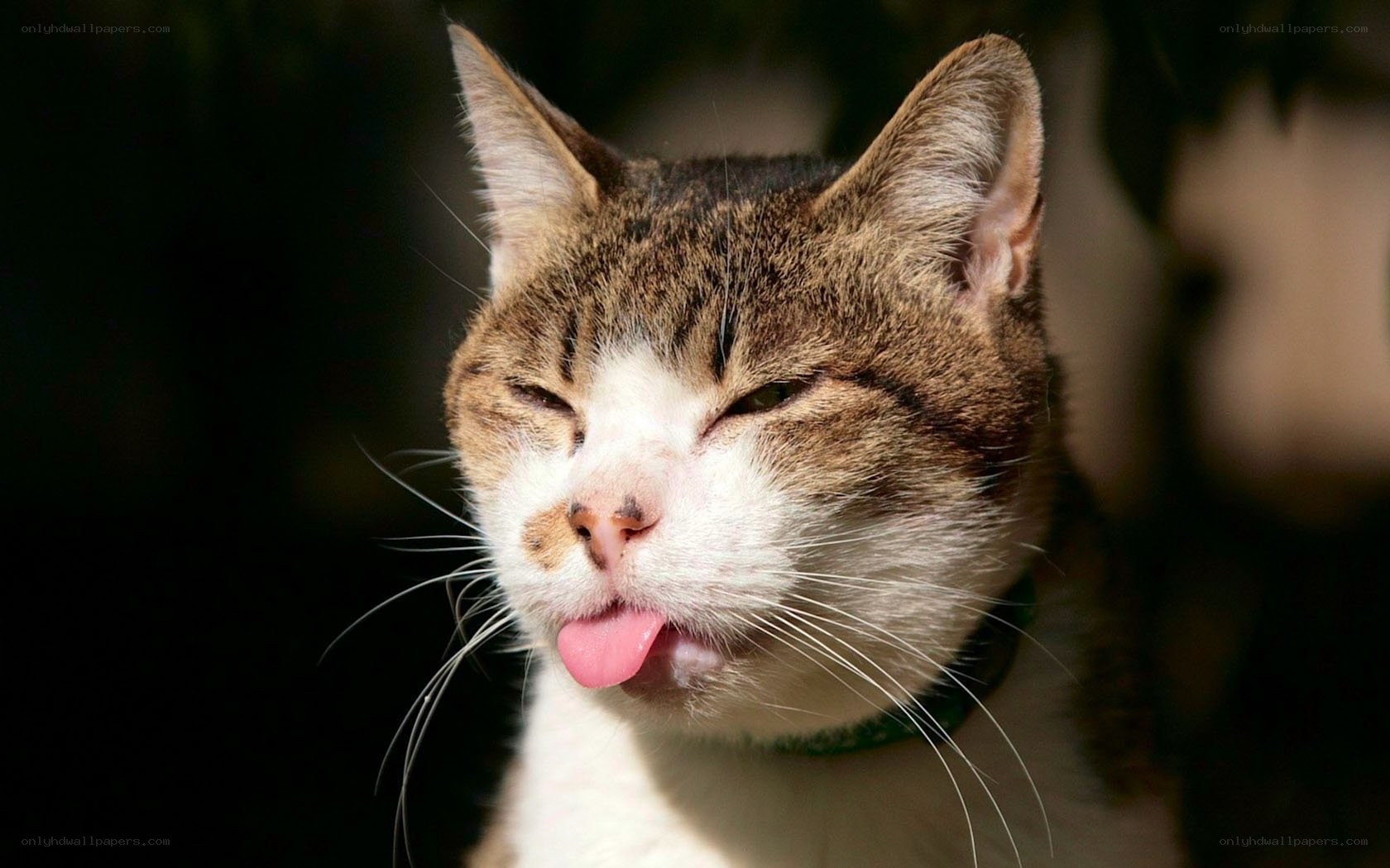 cat with tongue out