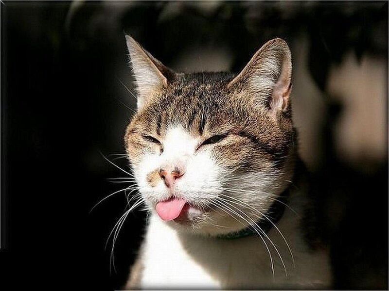 cat with tongue out