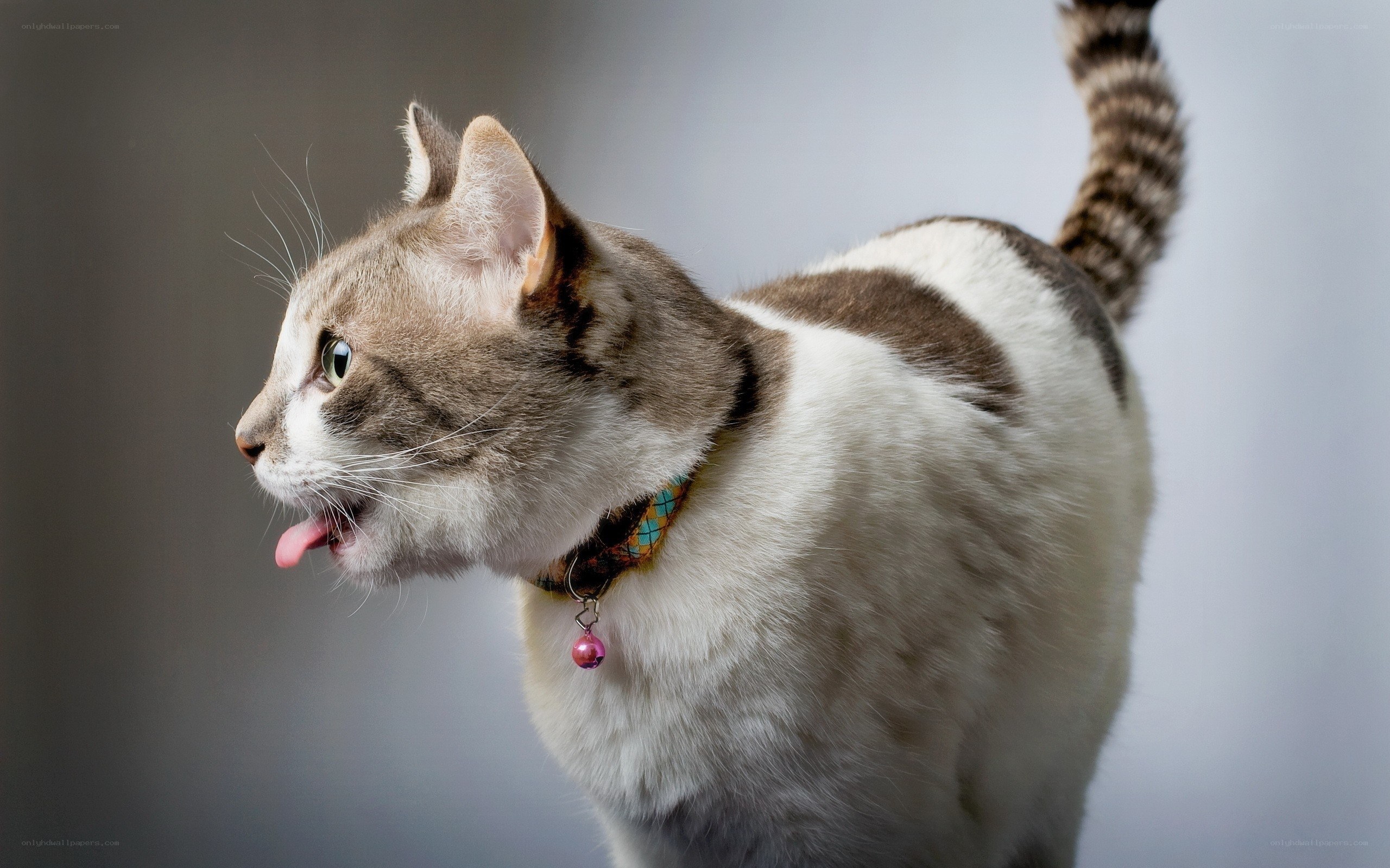 cat with tongue out