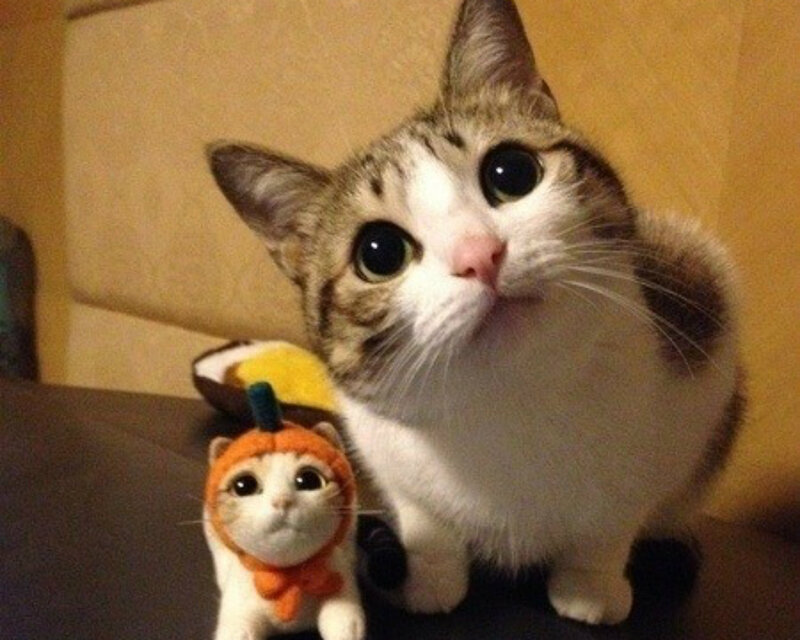 Cat with Toy Cat