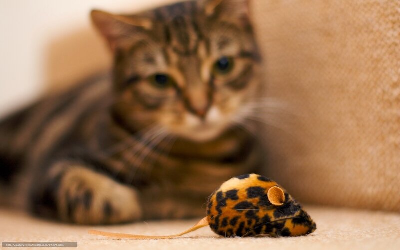 cat with toy mouse