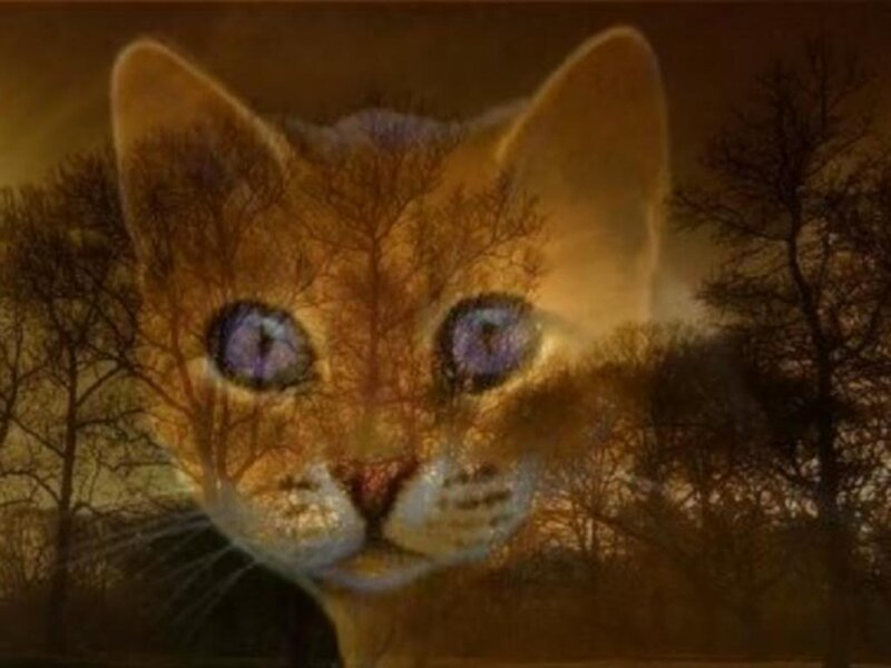 Cat with Tree Overlay