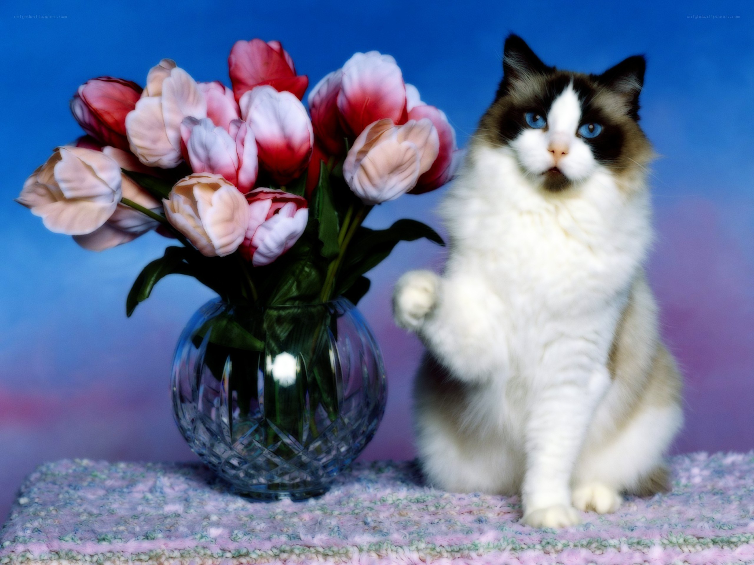 Cat with tulips in a vase