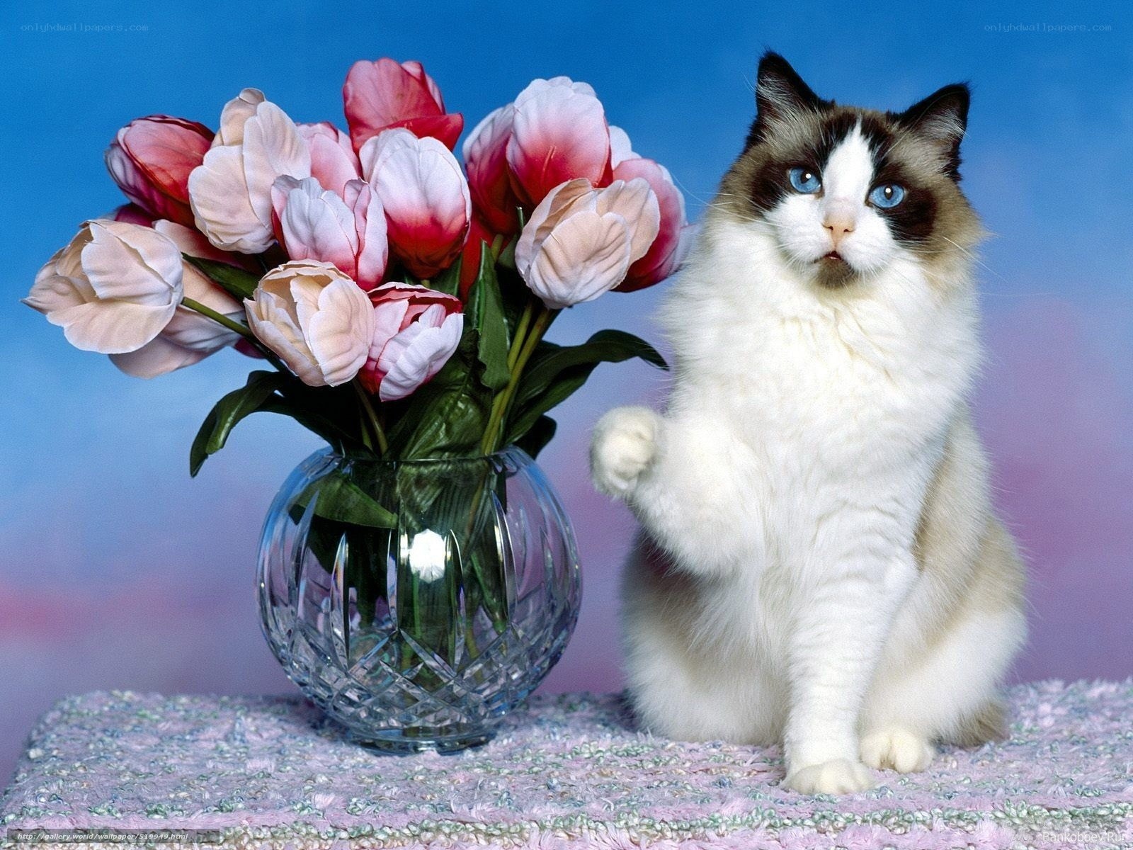 cat with tulips in vase
