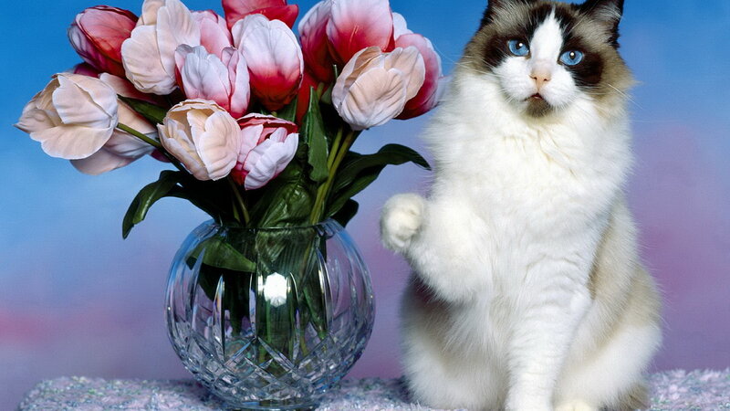 cat with tulips in vase