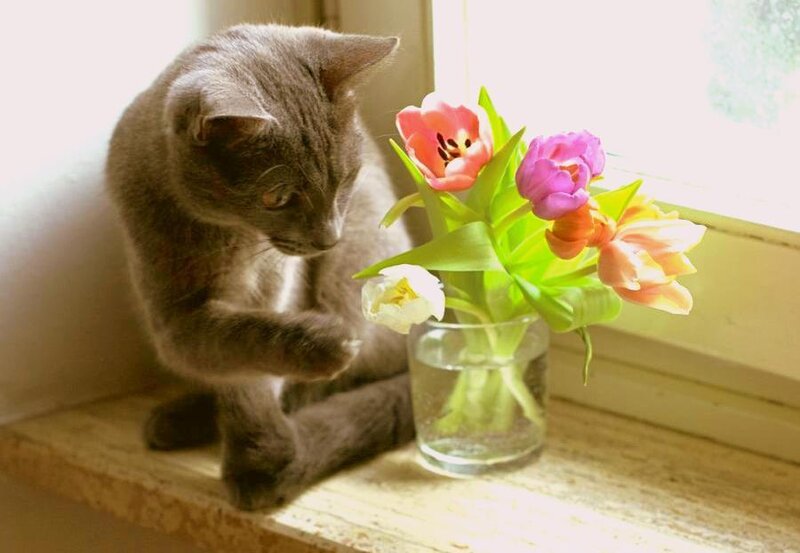 cat with tulips on windowsill
