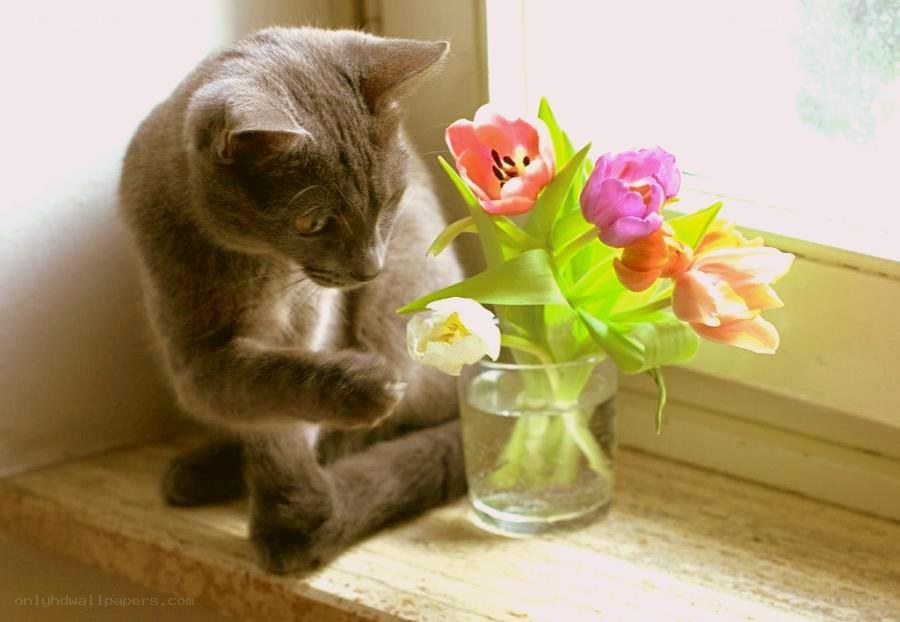 cat with tulips on windowsill