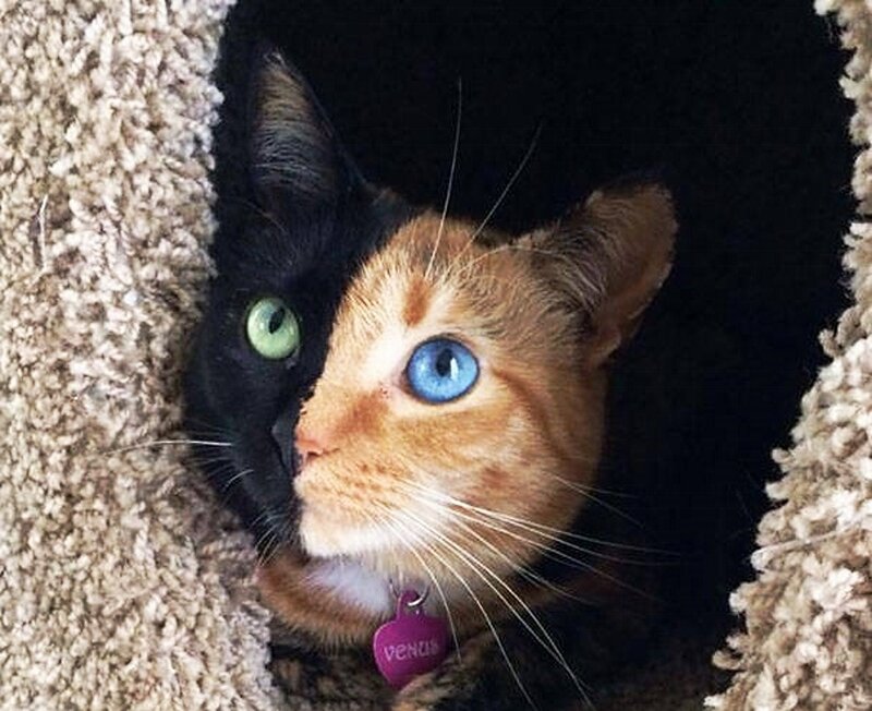 Cat with Two Different Faces