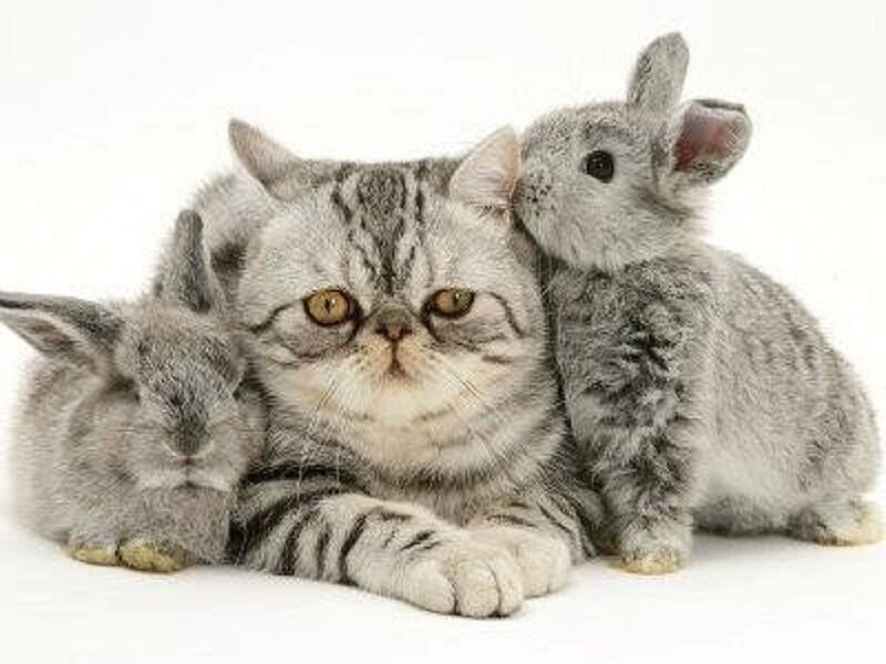 Cat with Two Rabbits