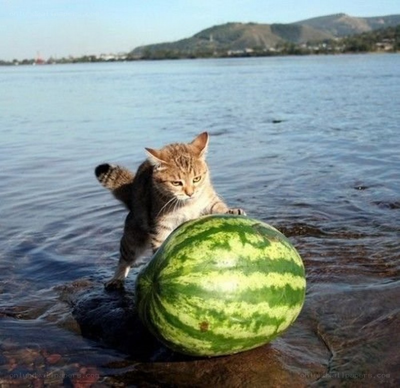 cat with watermelon at the shore