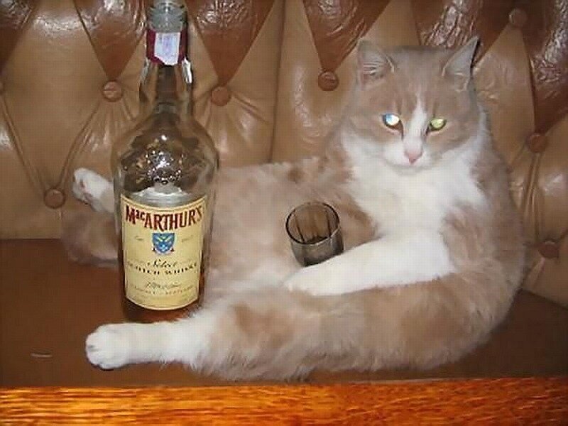 cat with whiskey bottle