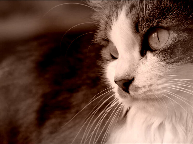 Cat with White and Gray Fur
