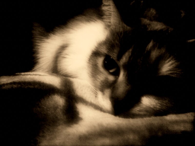 Cat with White Face