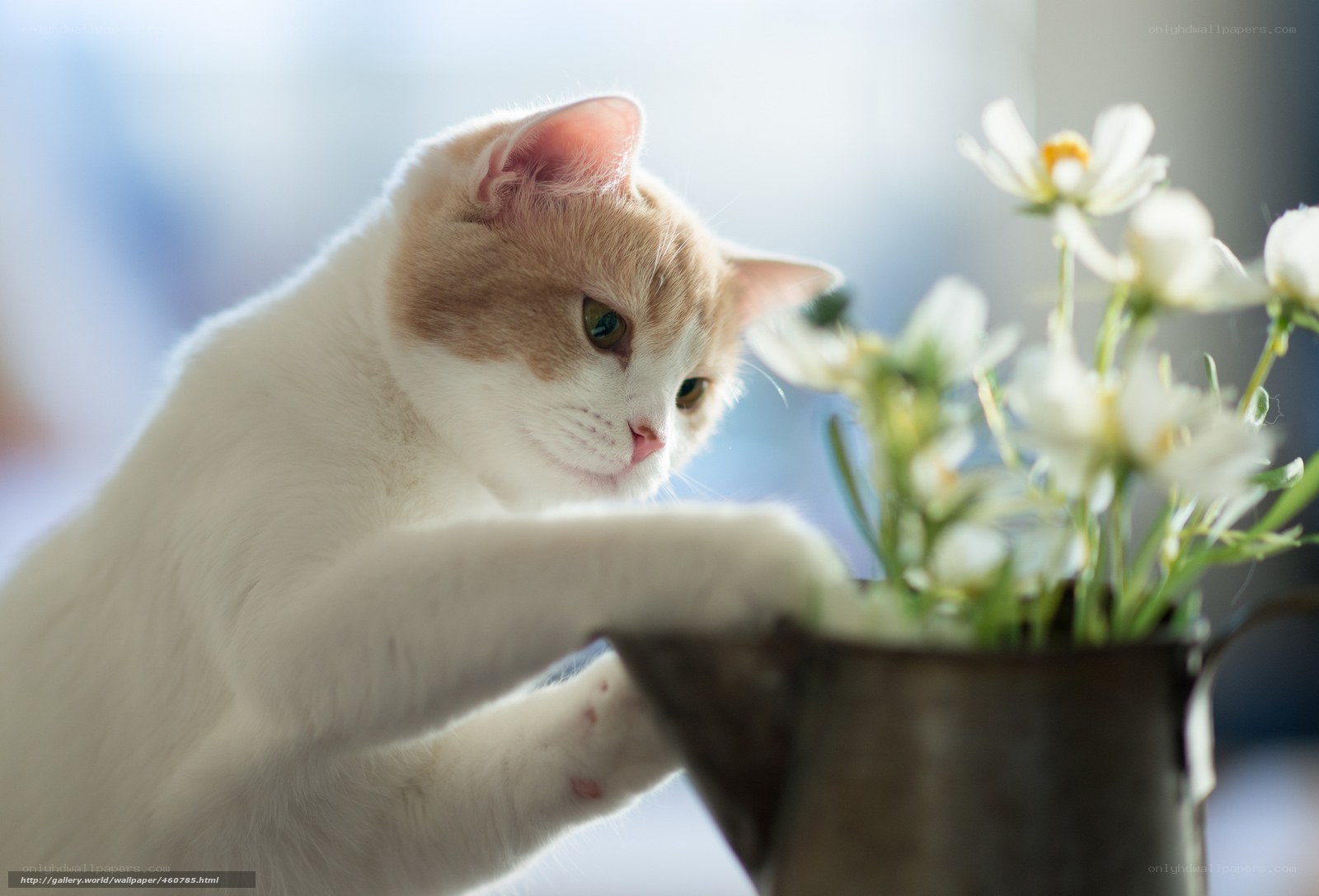 cat with white flowers