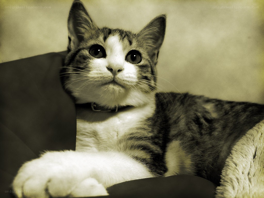 cat with wide eyes