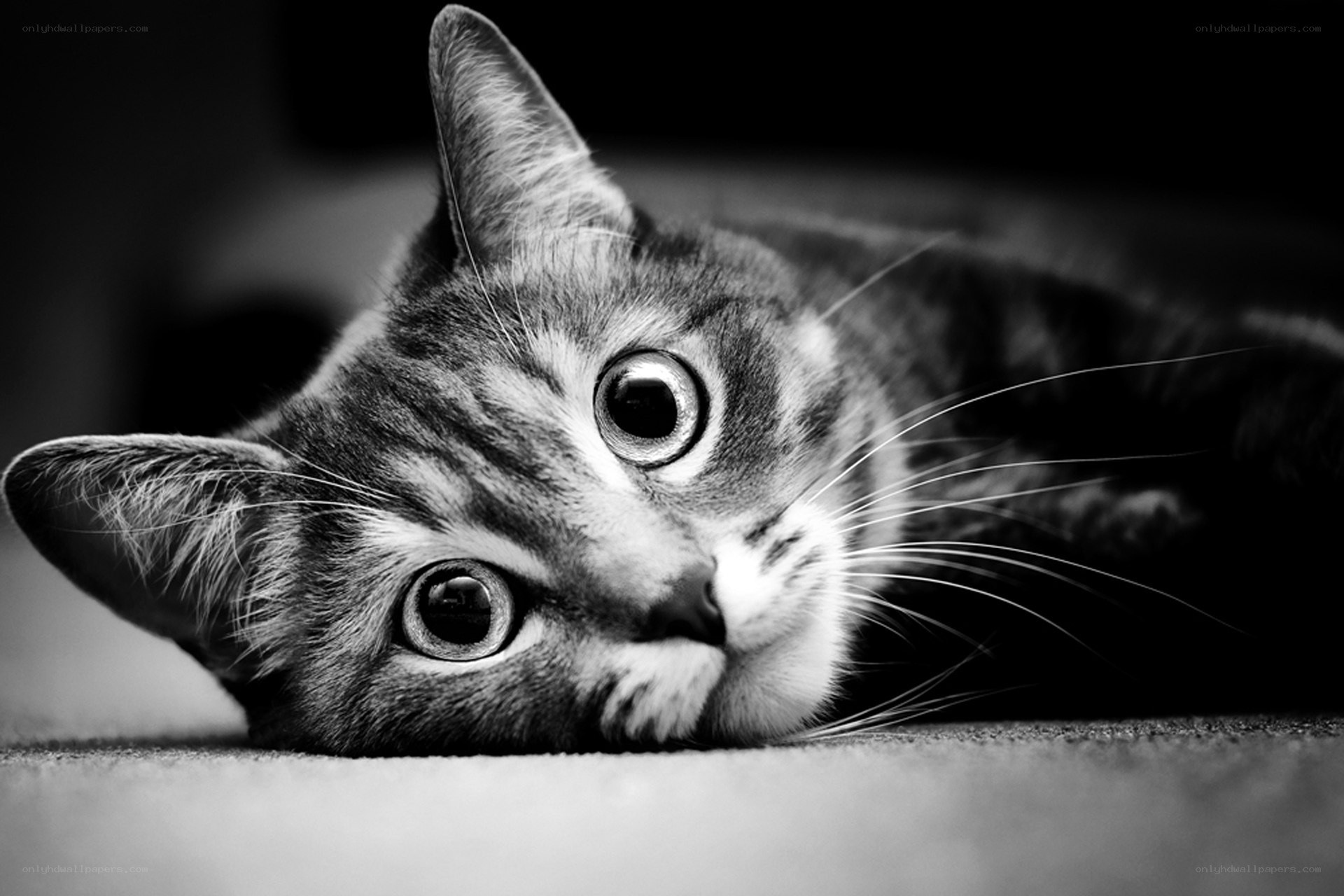 cat with wide eyes