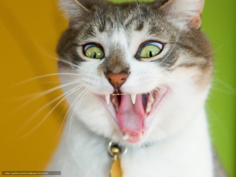 cat with wide eyes and open mouth