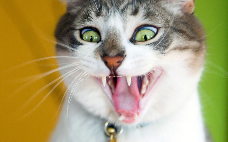 Cat with Wide Eyes — Green