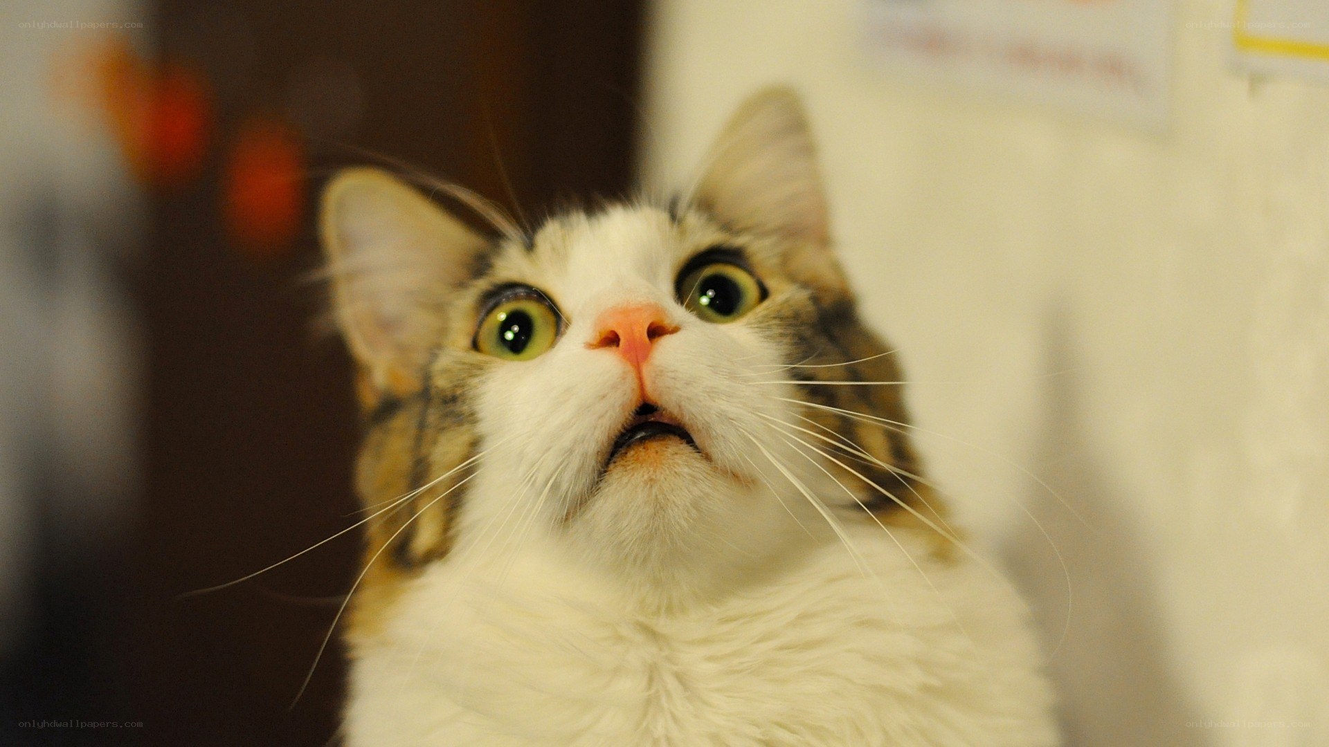 cat with wide eyes looking up