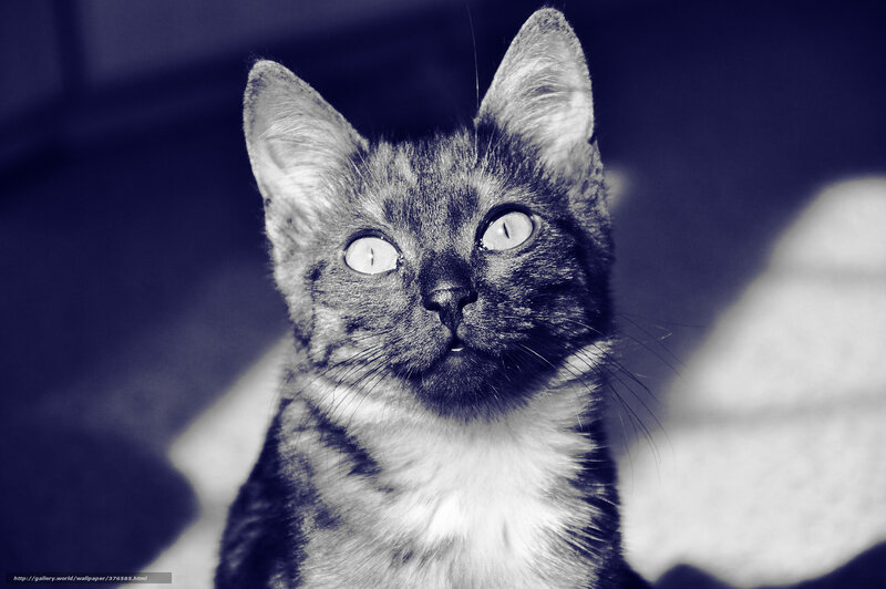 cat with wide eyes
