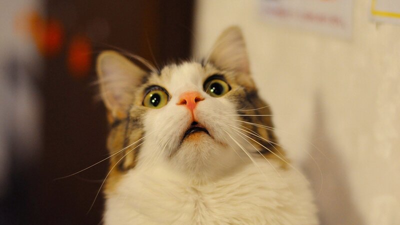 Cat with Wide Eyes — White
