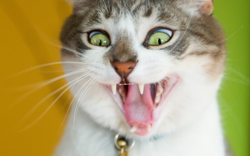 Cat with Wide Eyes — Yellow, Intense