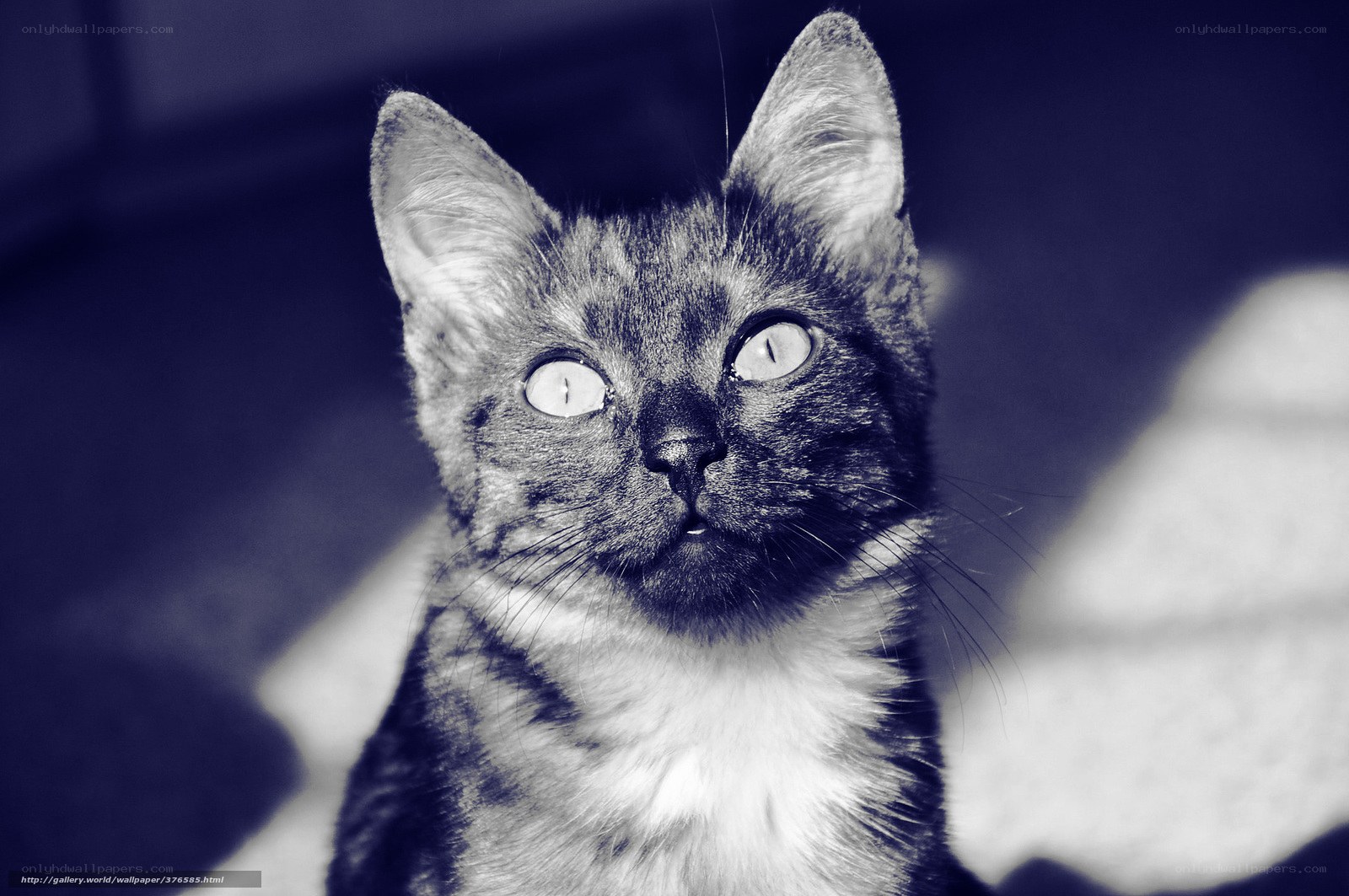 cat with wide eyes