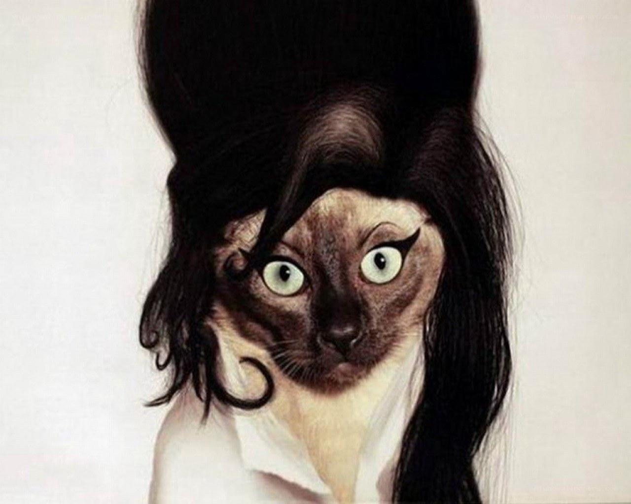 cat with wig and makeup