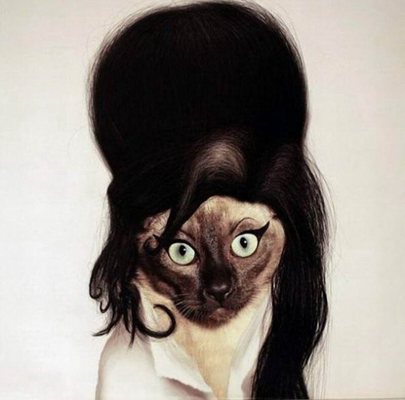 Cat with Wig