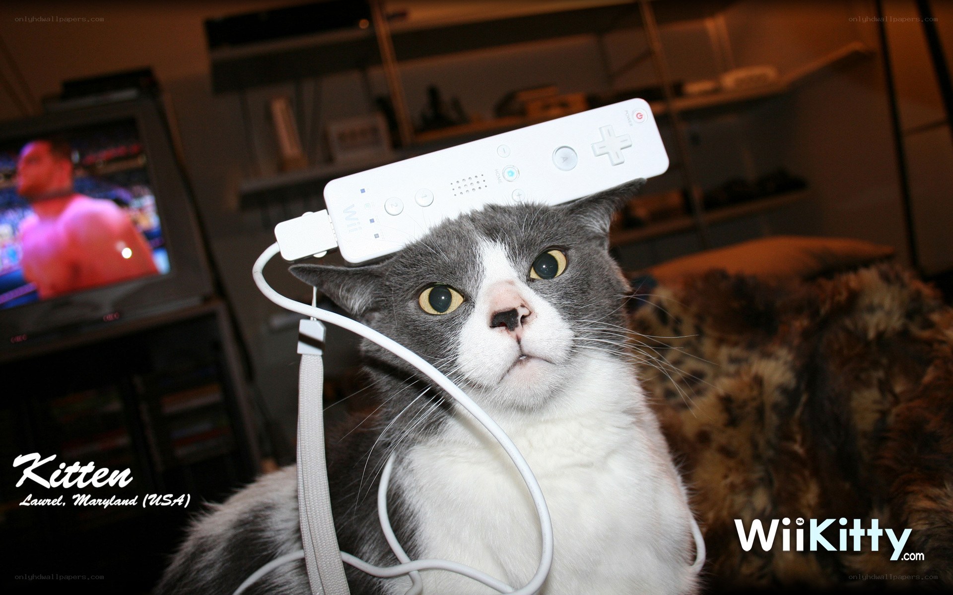 cat with wii remote on head