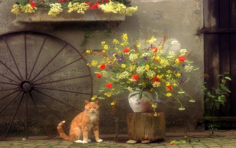 Cat with wildflowers in courtyard
