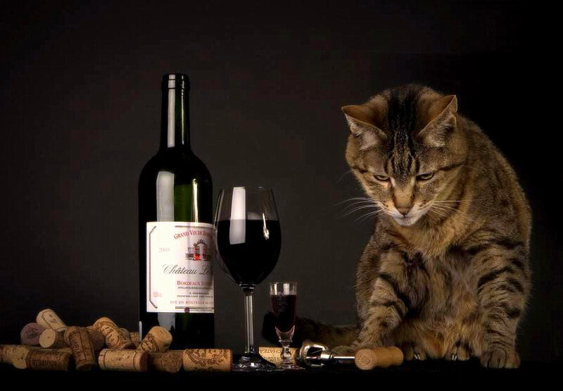 cat with wine bottle and glass