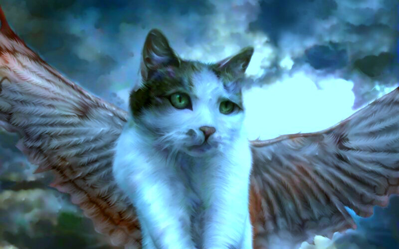 Cat with Wings
