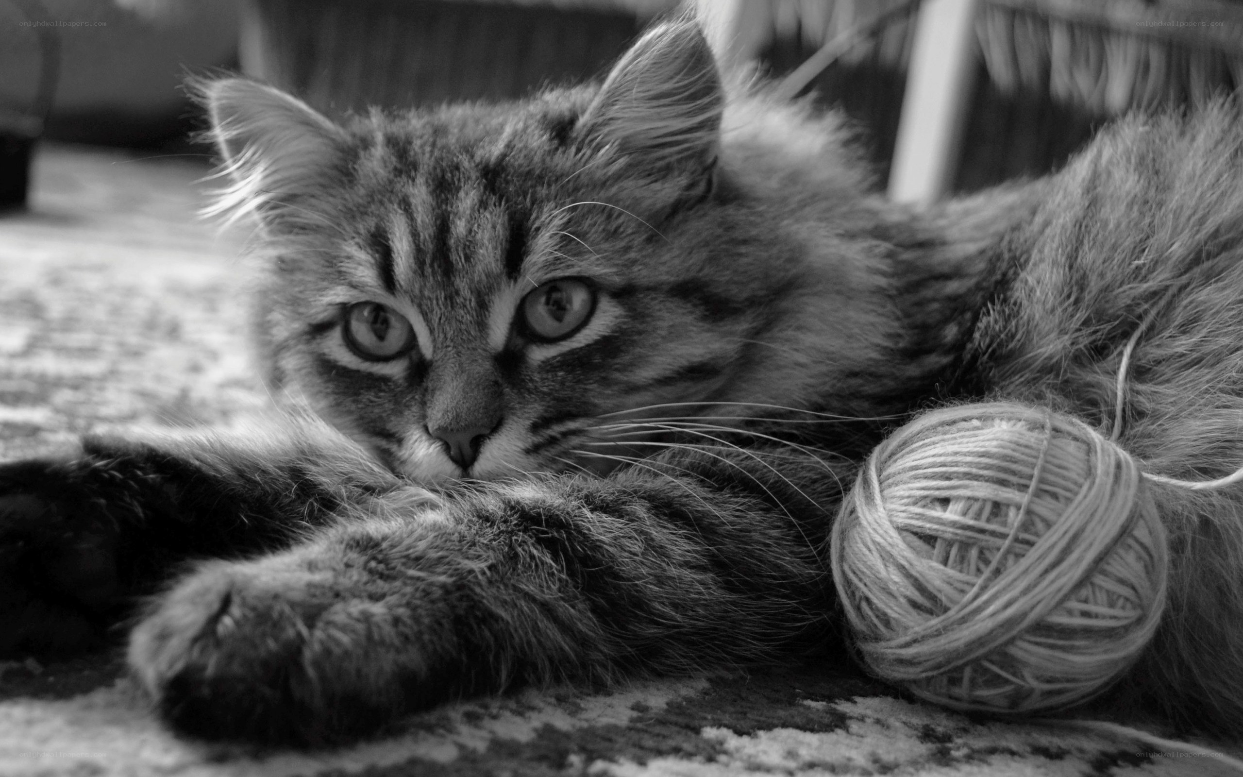 cat with yarn ball