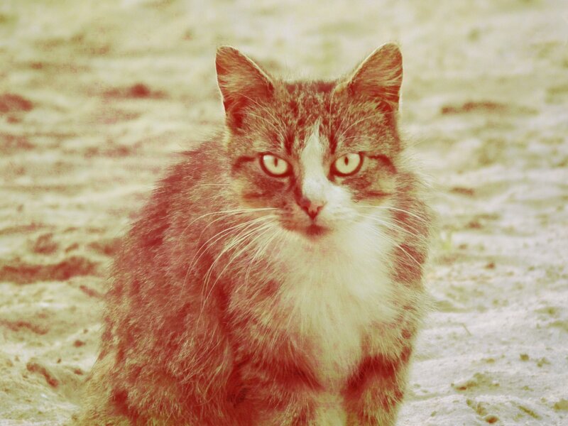 cat with yellow eyes