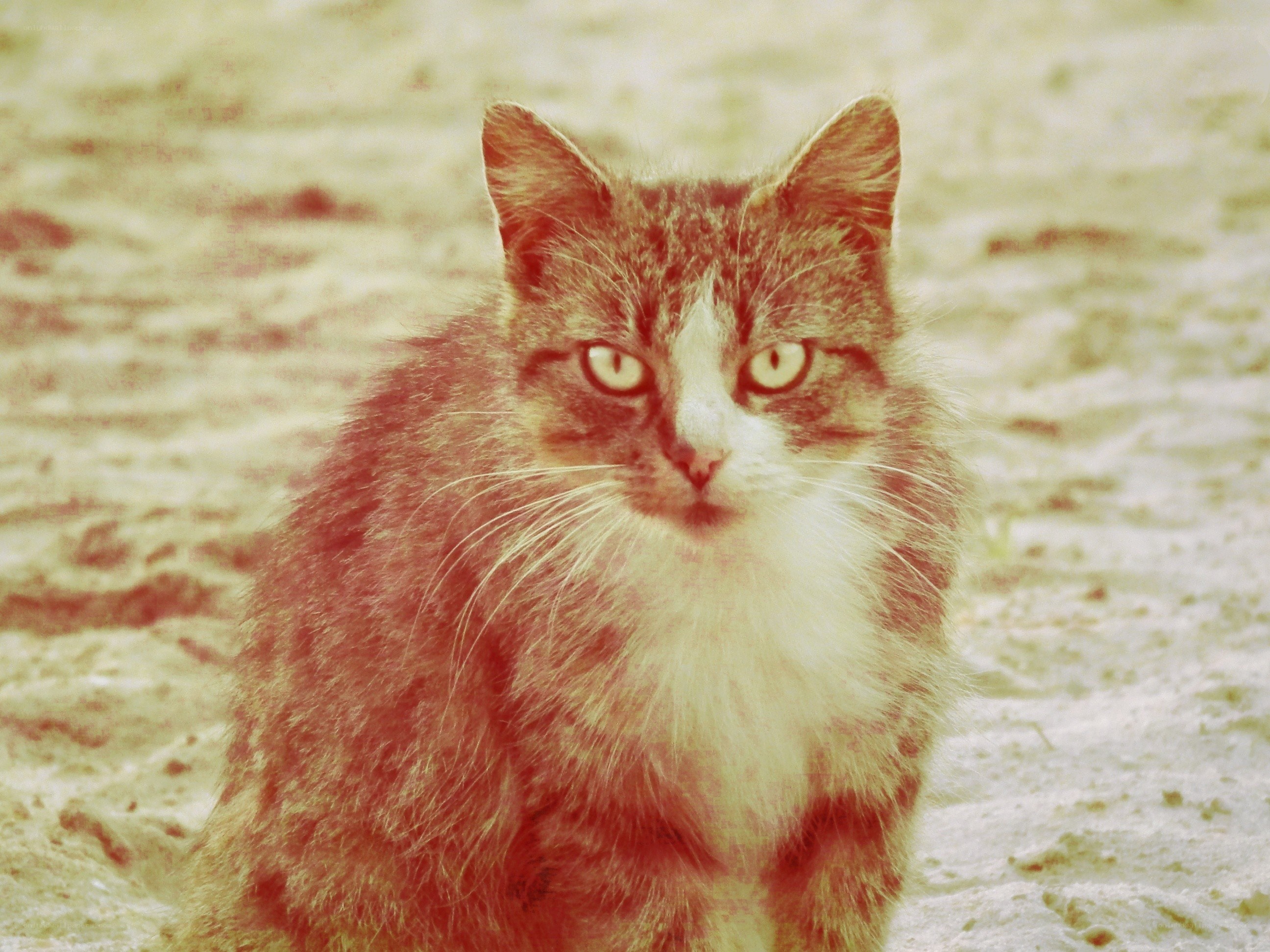 cat with yellow eyes