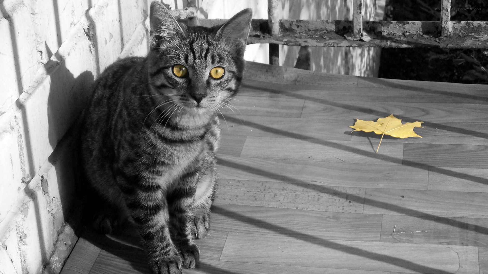 cat with yellow eyes and leaf