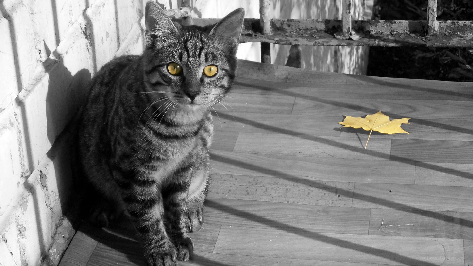 cat with yellow eyes and leaf