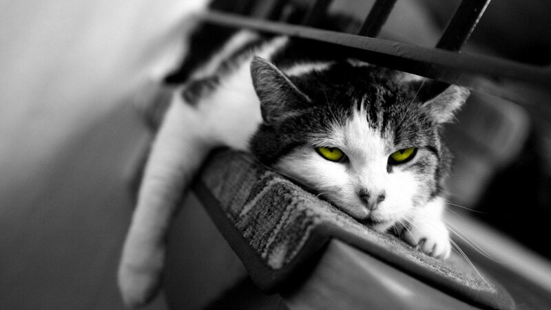 Cat with Yellow Eyes — Black, Dramatic