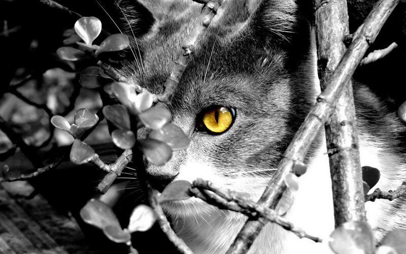 Cat with Yellow Eyes — Black