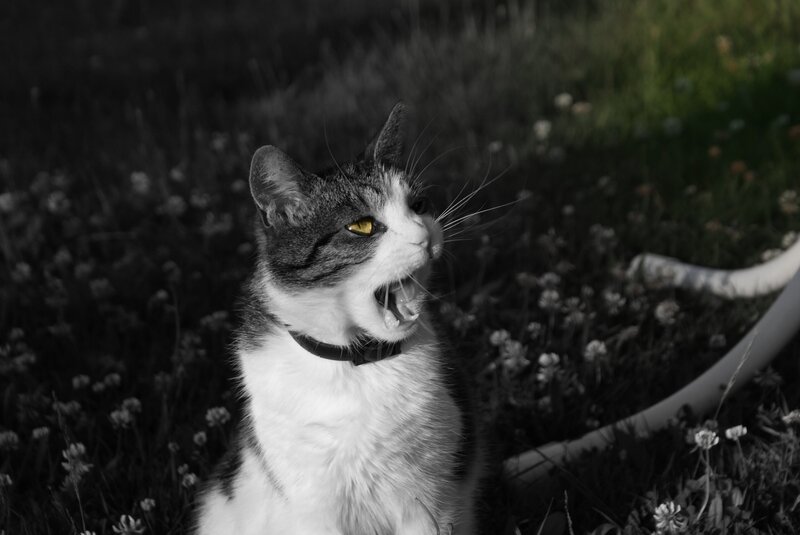 cat with yellow eyes in field