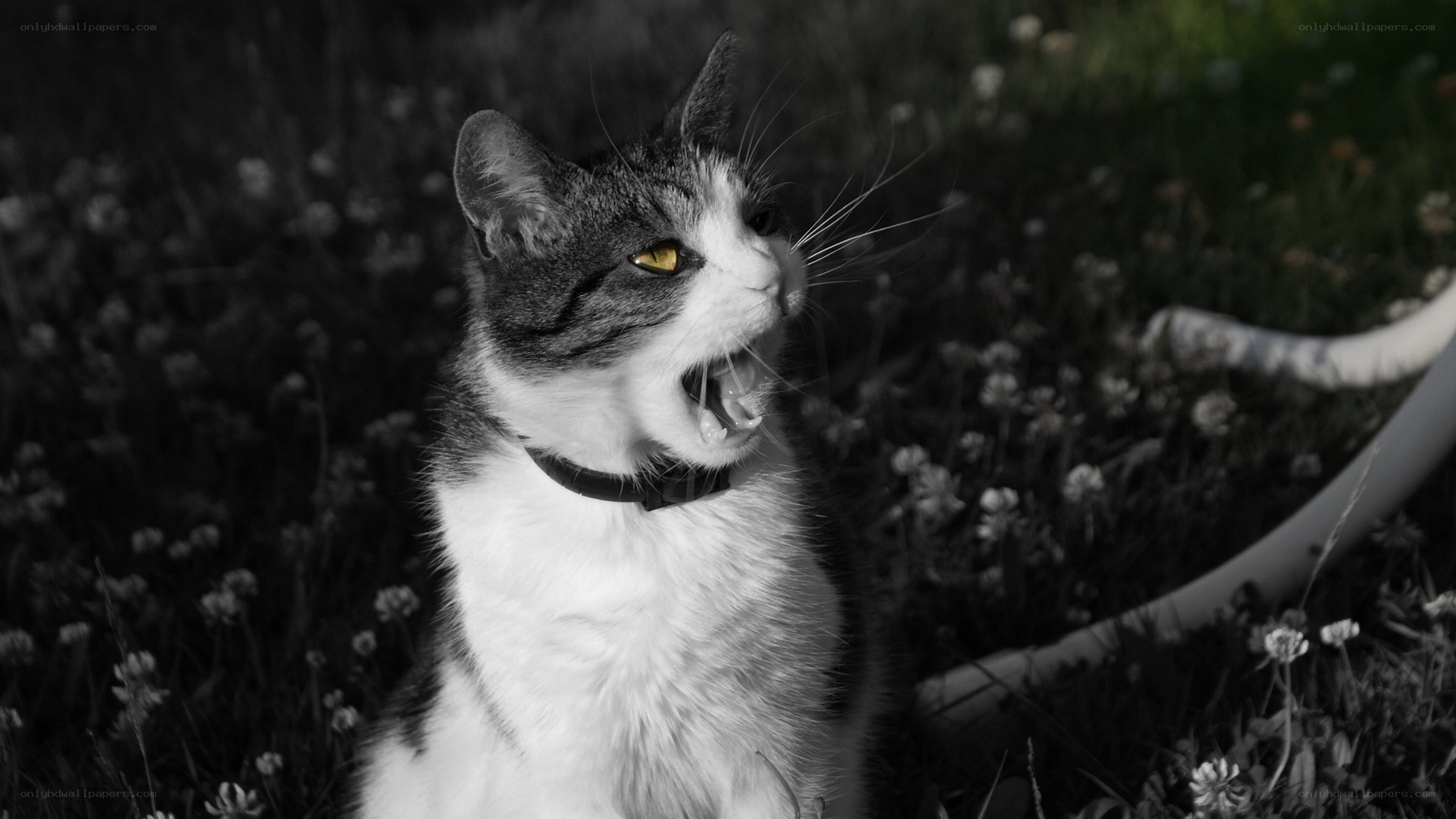 cat with yellow eyes in grass