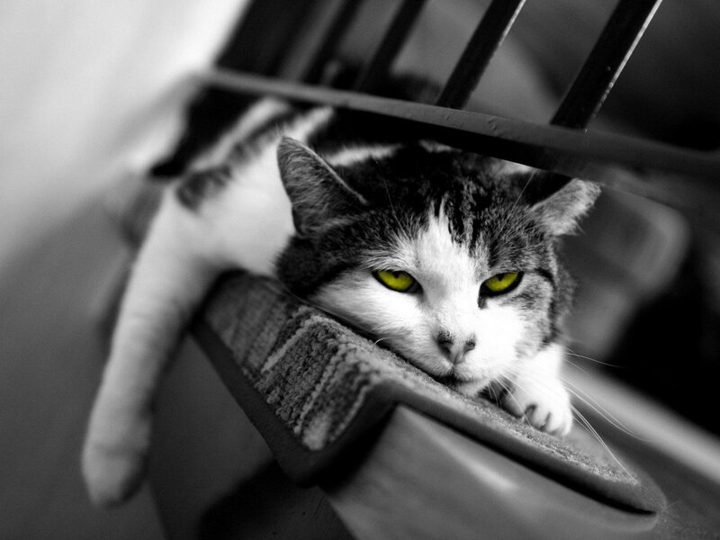 cat with yellow eyes resting