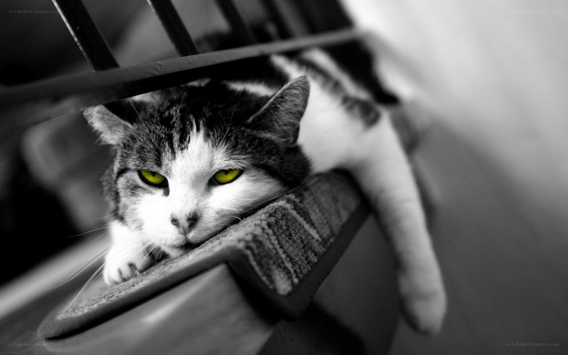 cat with yellow eyes resting