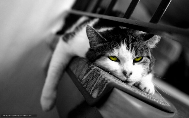 cat with yellow eyes