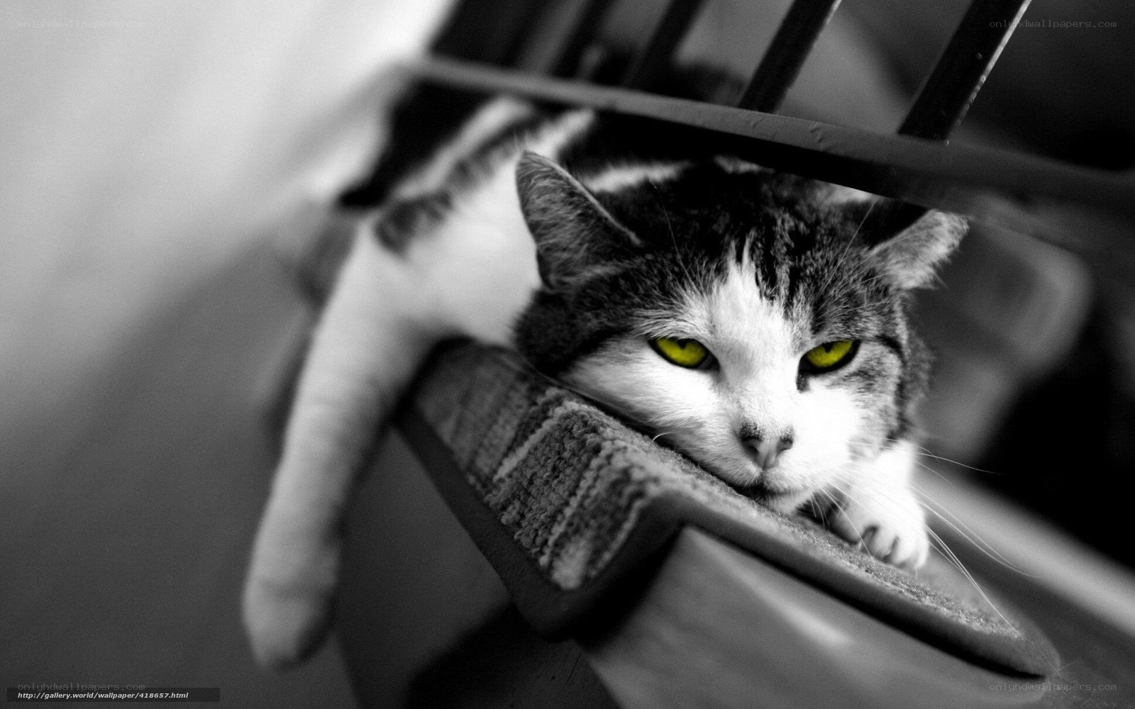 cat with yellow eyes